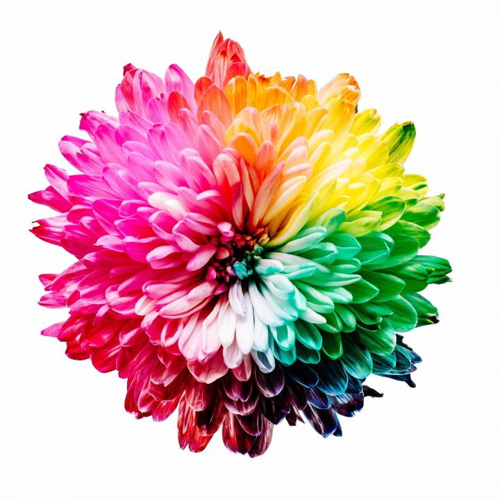 Flor de rueda de color