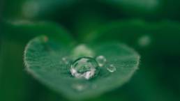 Sustainability - green leave with water droplet