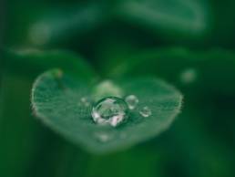 Sustainability - green leave with water droplet